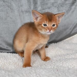 Amarilo - Gatito Abisinio Macho