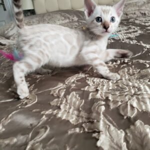 benzy gatita bengal hembra