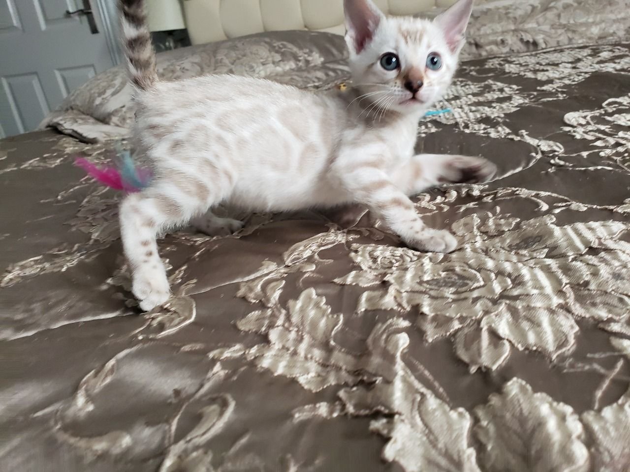 benzy gatita bengal hembra benzy gatita bengal hembra