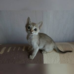 Caleb - Gatito Singapura Macho