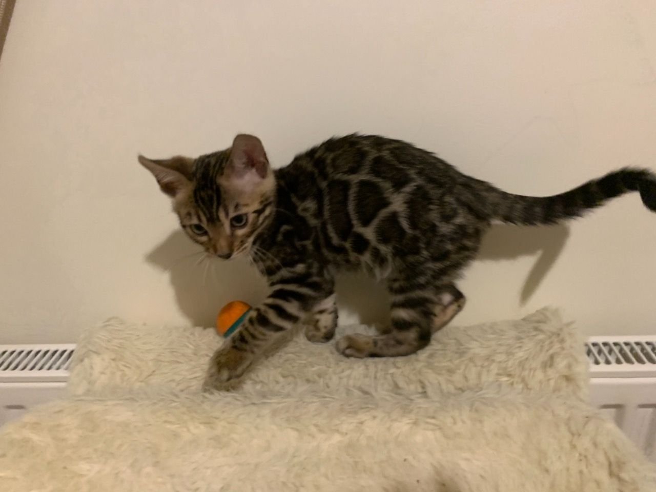 Carlos - Gatito Bengal Macho