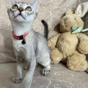 Casper - Gatito Singapura Macho