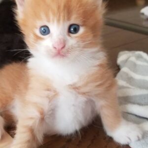 chief gatito maine coon macho