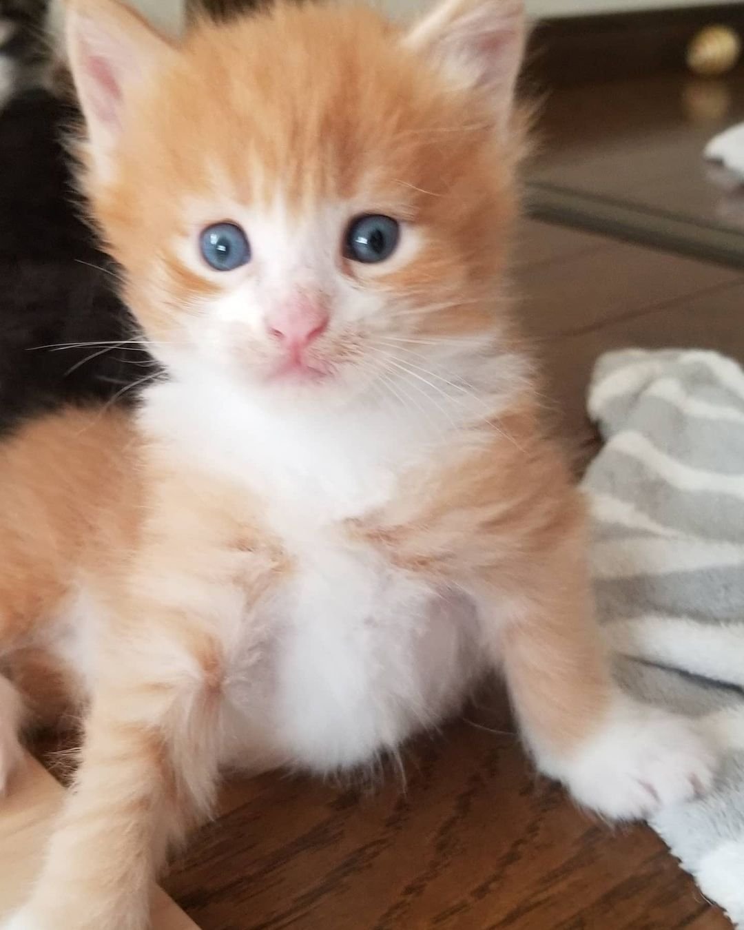 chief gatito maine coon macho chief gatito maine coon macho