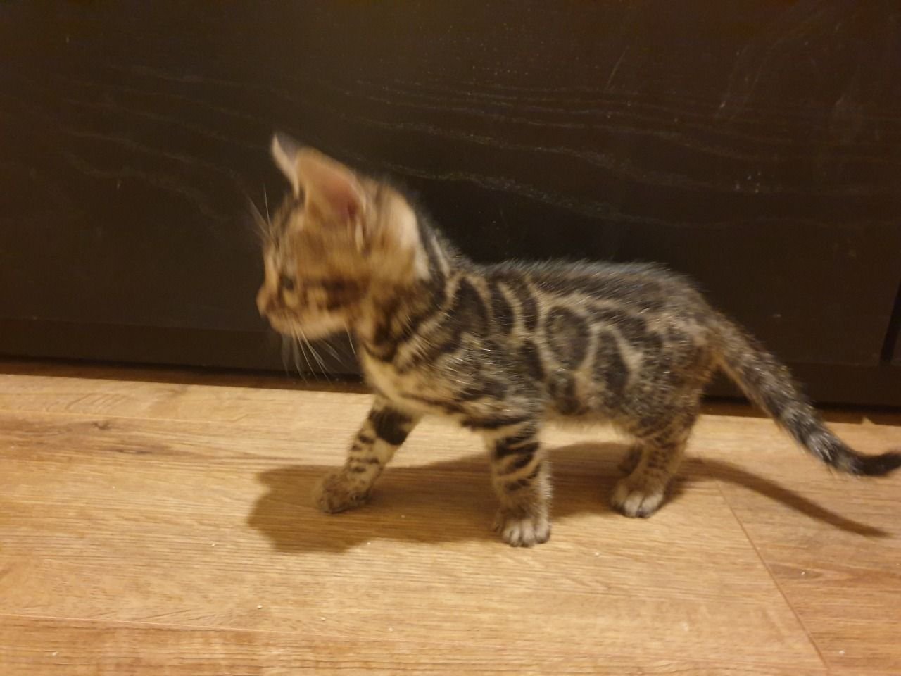 Clio - Gatita Bengal Hembra