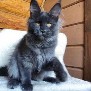 Dineo - Gatita Maine Coon Hembra