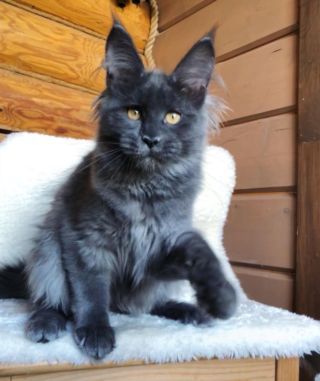 Dineo - Gatita Maine Coon Hembra