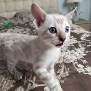 Fenzy - Gatito Bengal Macho