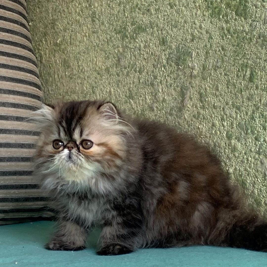 Gazoo - Gatito Persa Macho