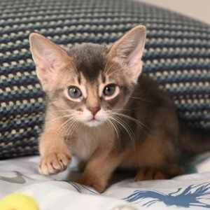 Imara - Gatita Abisinia Hembra