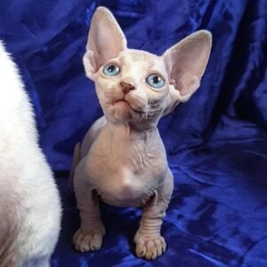 ivy gatita sphynx hembra