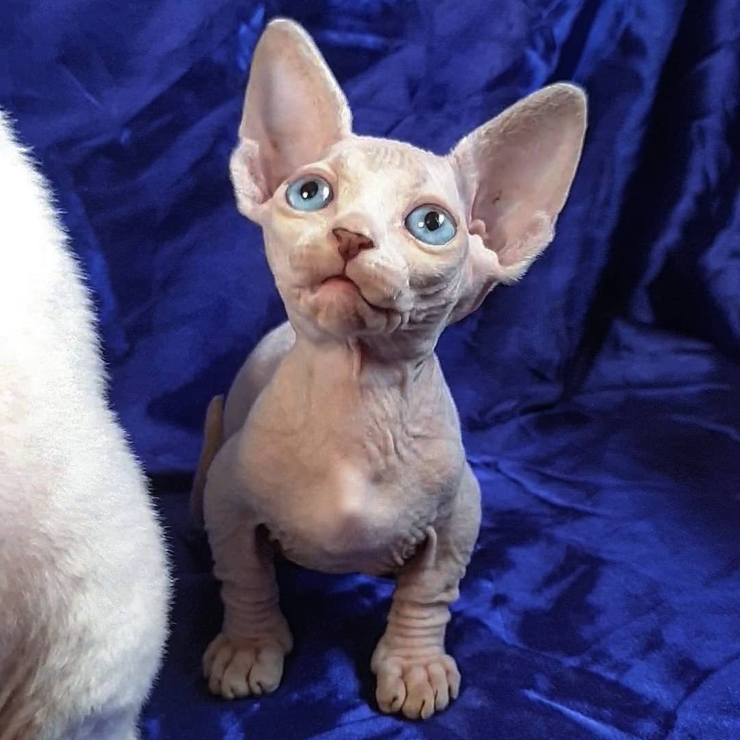 ivy gatita sphynx hembra ivy gatita sphynx hembra