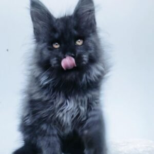 john gatito maine coon macho