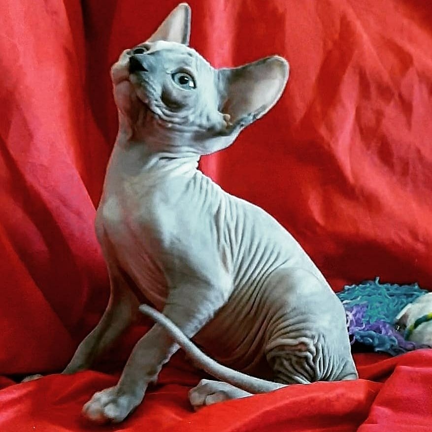 jack gatito sphynx macho jack gatito sphynx macho