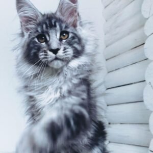 Jane - Gatita Maine Coon Hembra