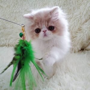 Louis - Gatito Persa Macho