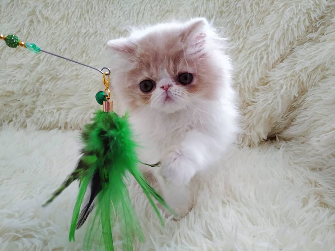 Louis - Gatito Persa Macho