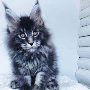 Jordan - Gatito Maine Coon Macho