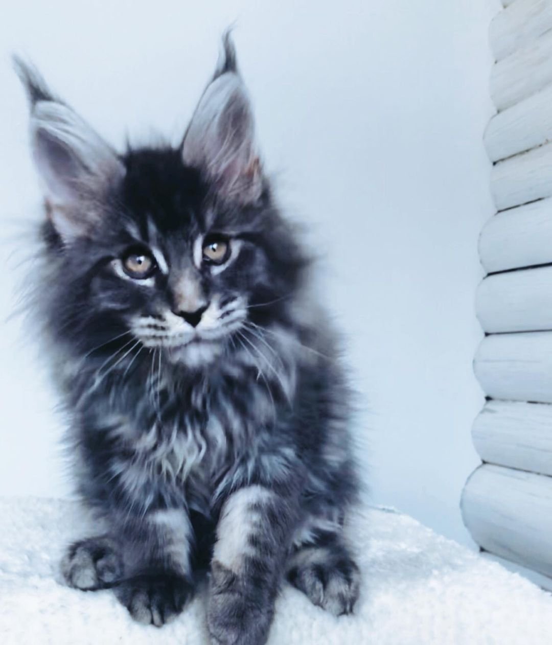 Jordan - Gatito Maine Coon Macho