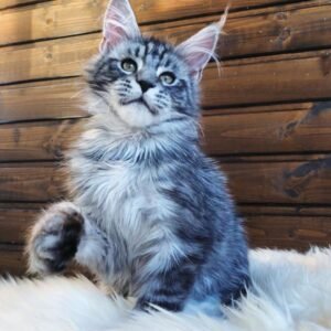 larry gatito maine coon macho