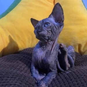Lilla - Gatita Sphynx Hembra