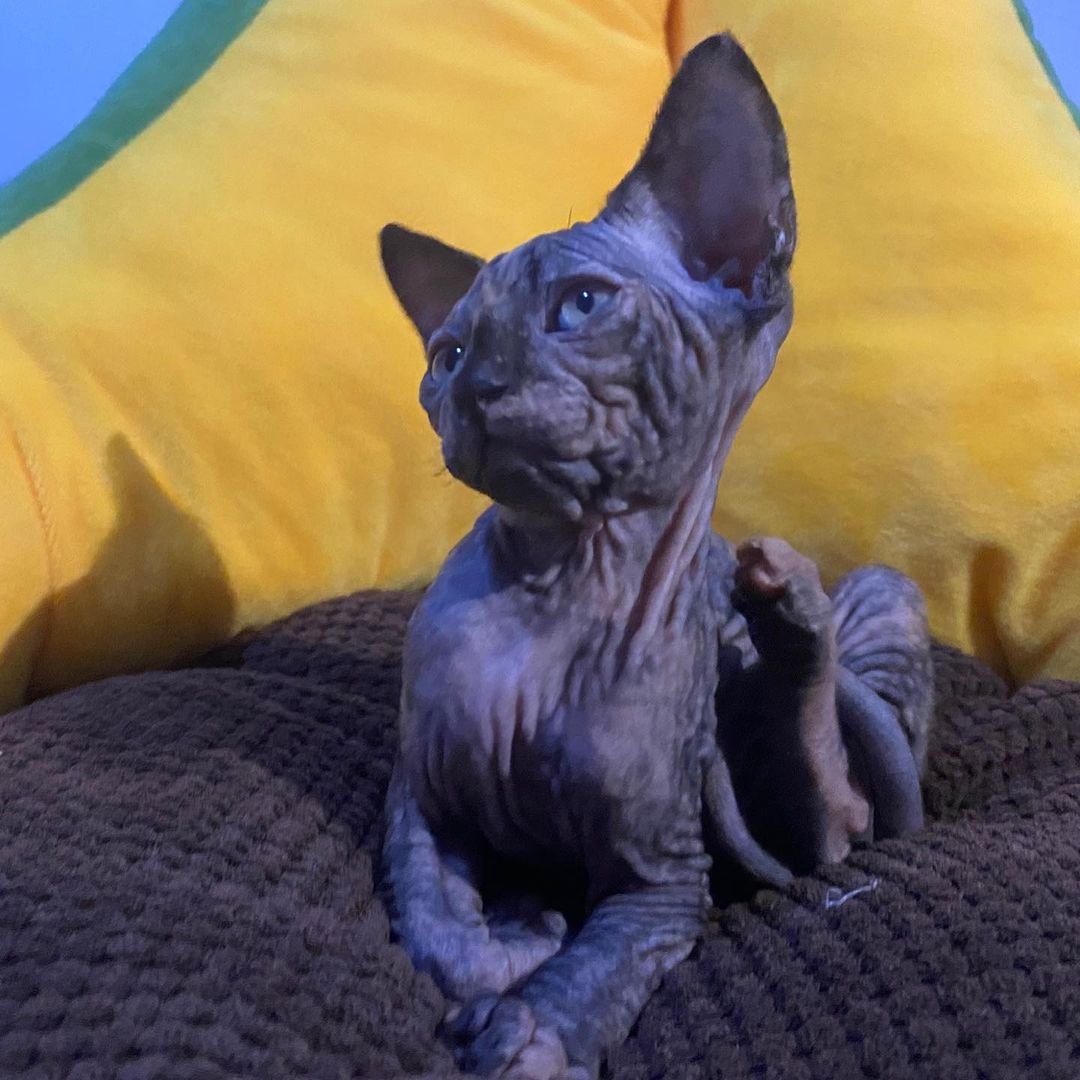 Lilla - Gatita Sphynx Hembra