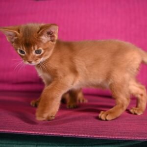 Limo - Gatito Abisinio Macho