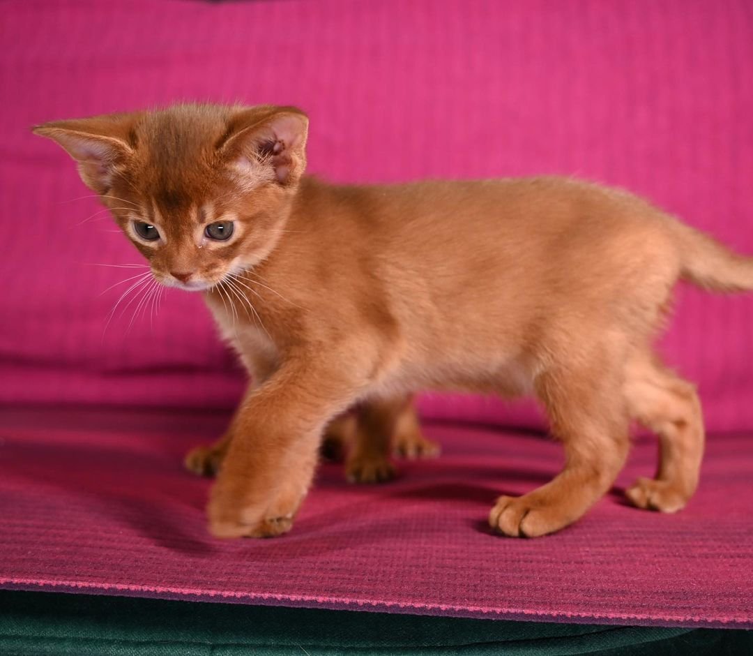 Limo - Gatito Abisinio Macho