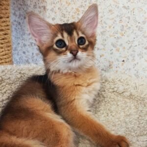 Oreo - Gatito Somalí Macho