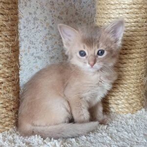 ollie gatito somalí macho