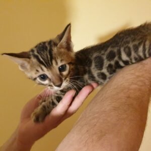 Lio - Gatito Bengal Macho