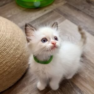 tommy gatito siamés macho