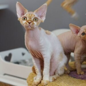 MARK - Gatito Devon Rex Macho