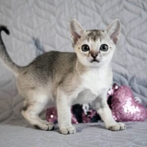 Minnie - Gatita Singapura Hembra