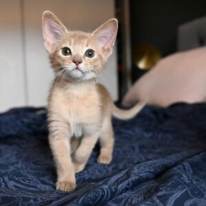 Nova - Gatita Abisinia Hembra