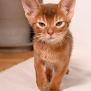 Phoenix - Gatito Abisinio Macho