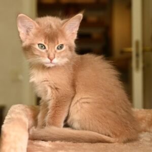 Sarabi - Gatita Somalí Hembra