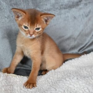 Savina - Gatita Abisinia Hembra