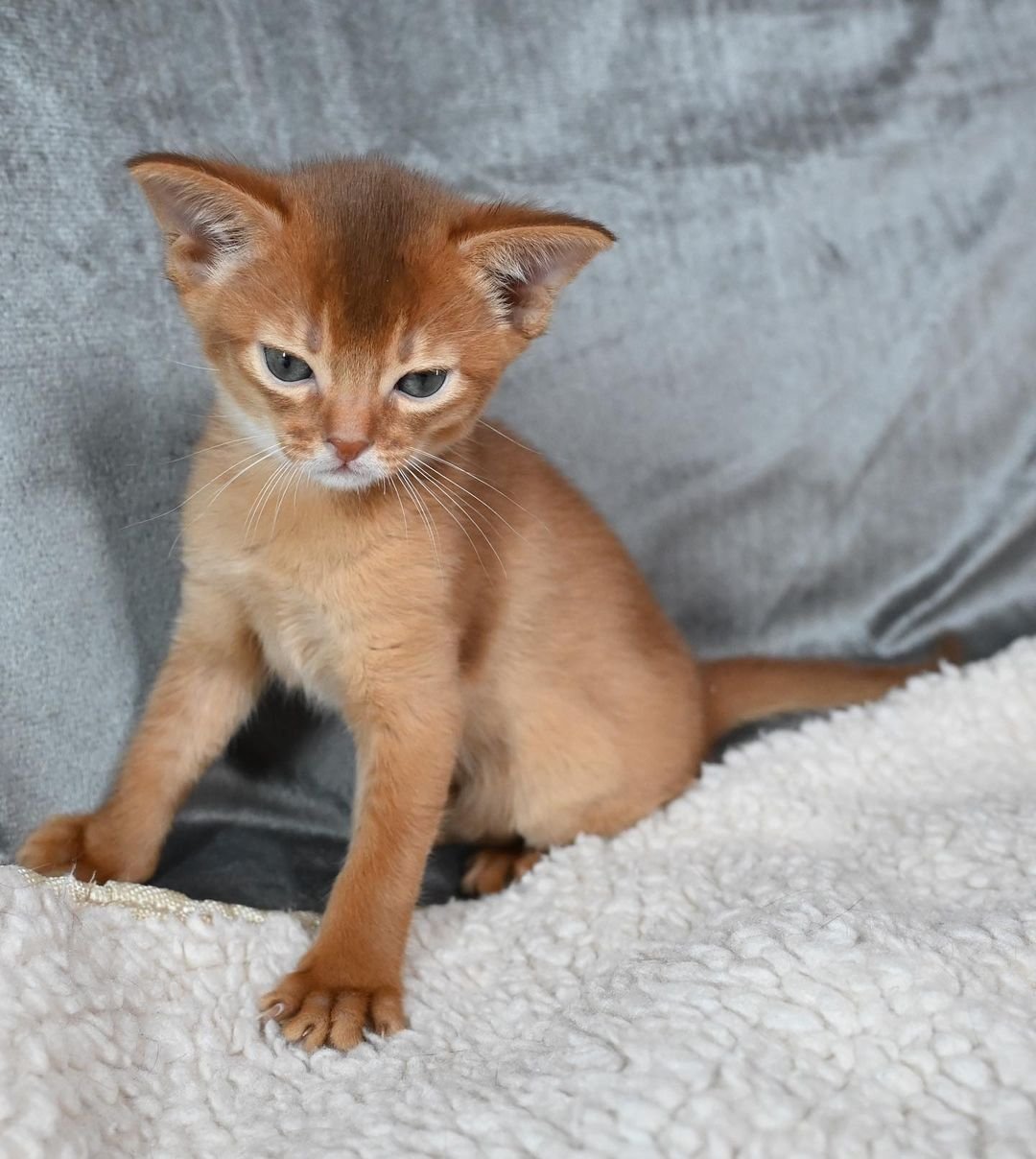 Savina - Gatita Abisinia Hembra