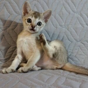 Sunny - Gatita Singapura Hembra