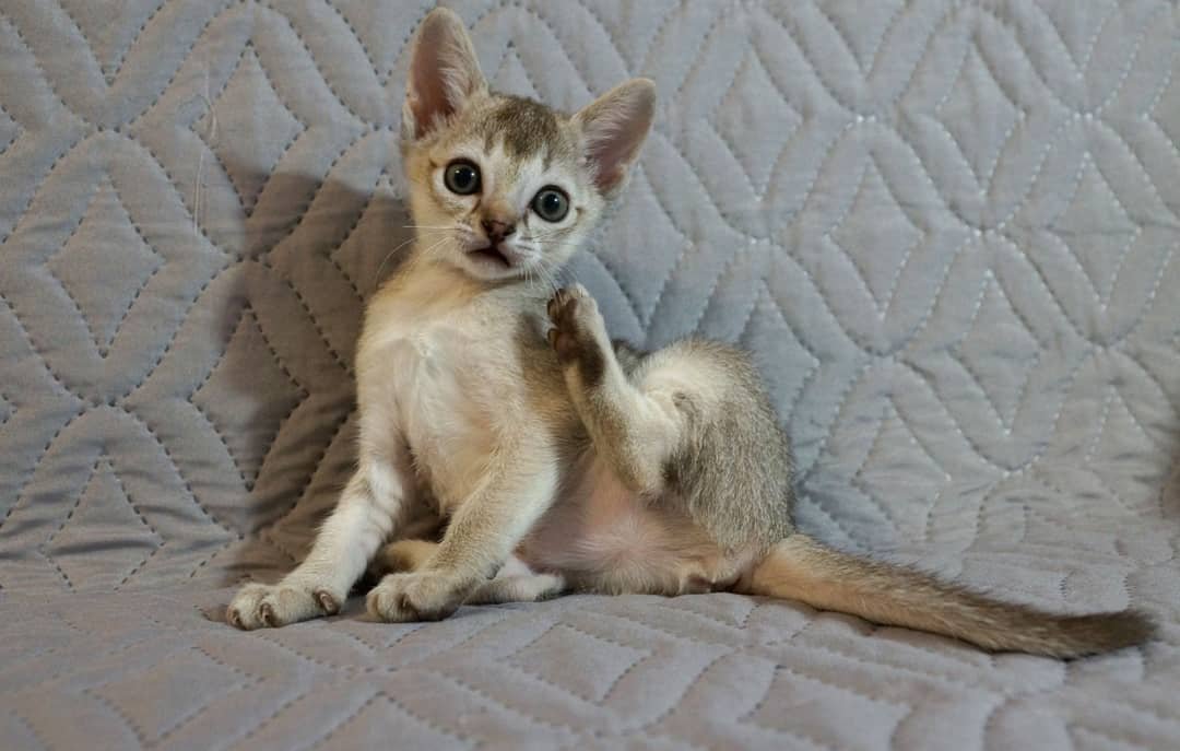 Sunny - Gatita Singapura Hembra