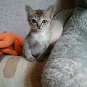 Thor - Gatita Singapura Hembra