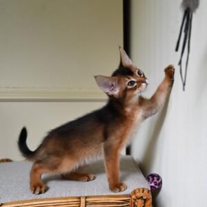 Timon - Gatito Abisinio Macho