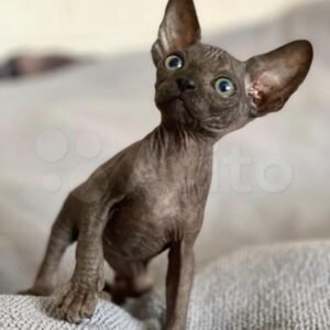 vera gatita sphynx hembra