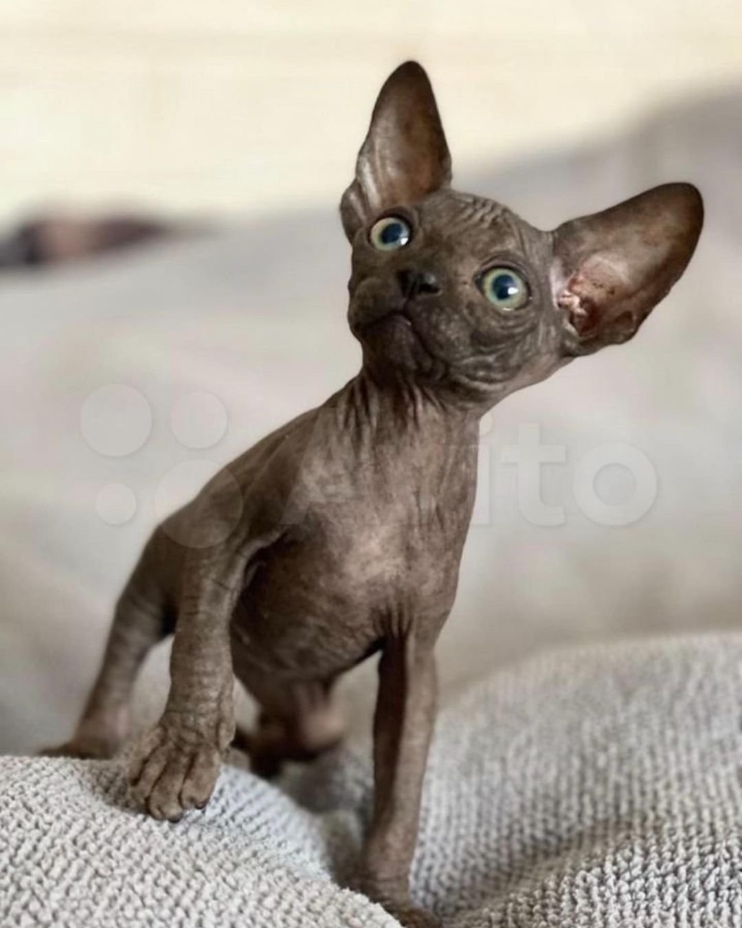 vera gatita sphynx hembra vera gatita sphynx hembra