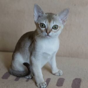 Marley - Gatita Singapura Hembra