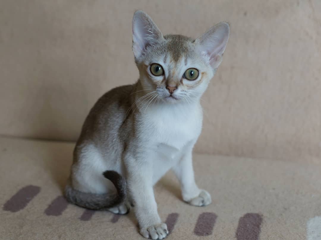 Marley - Gatita Singapura Hembra